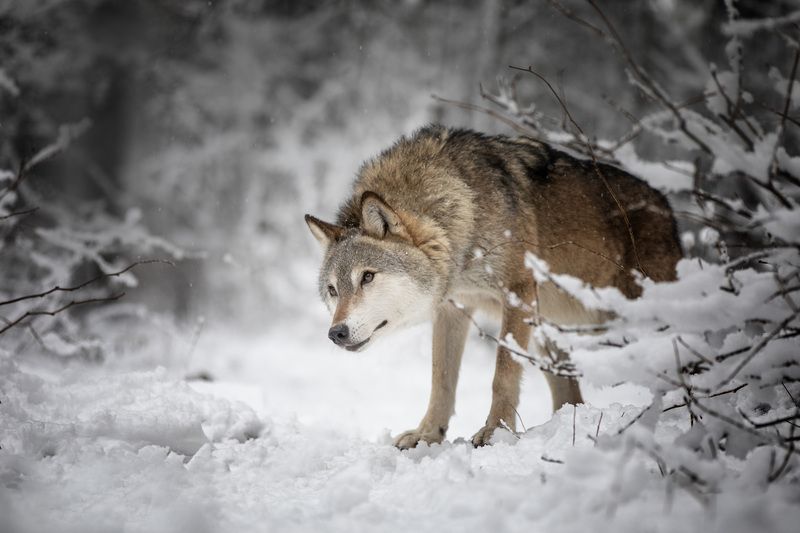 ..... фото превью