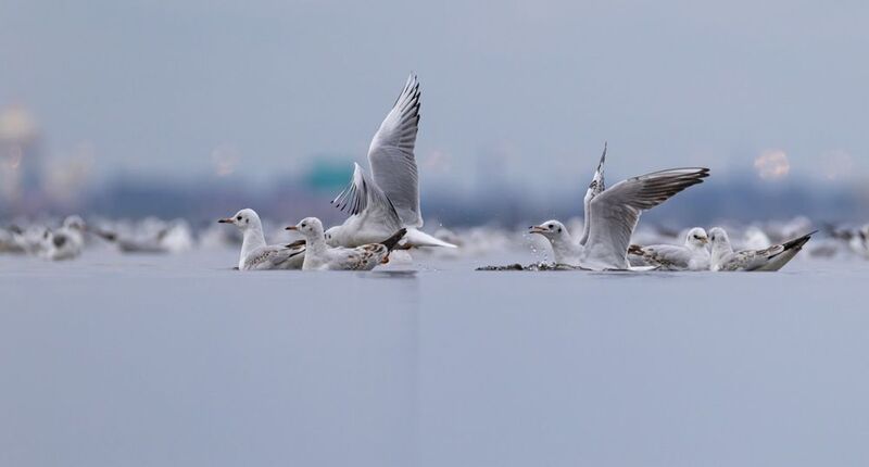 озерная чайка, чайка, птицы Озерные чайки готовятся к миграции фото превью