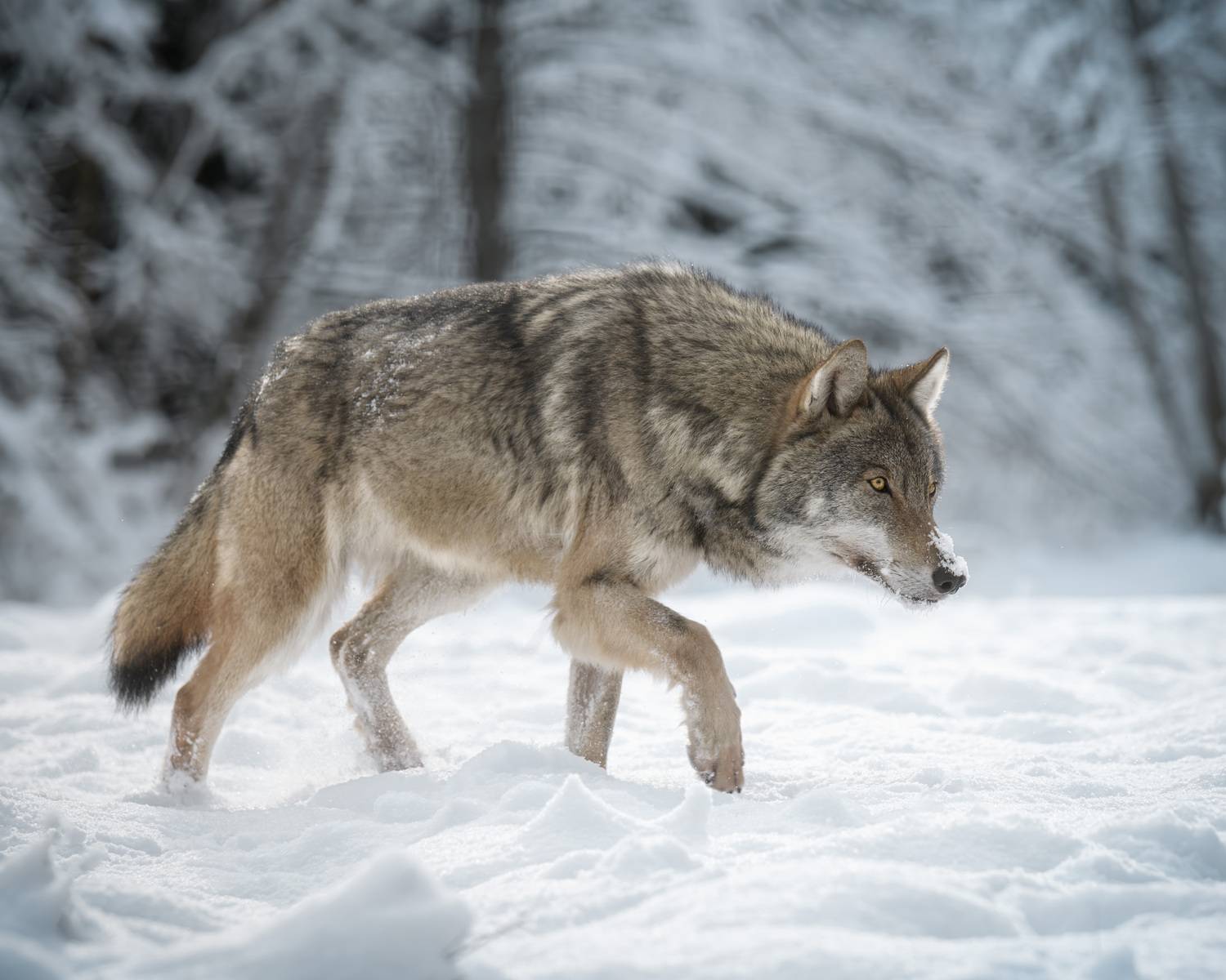 животные, волк, зима, солнце, лес, фотоохота, взгляд, wildlife, animals, nature, wolf, Михаил Ездаков