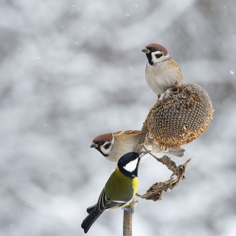 природа *** фото превью