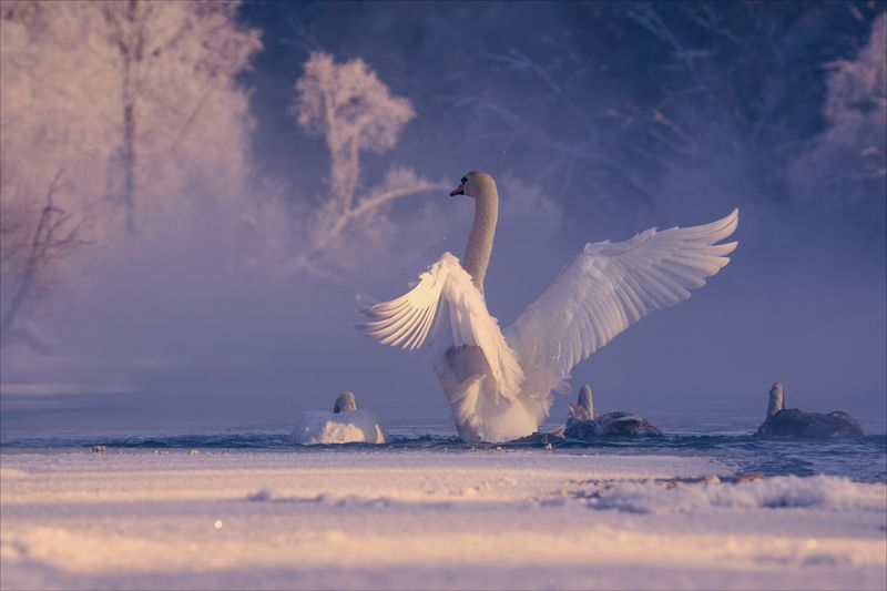 *** фото превью