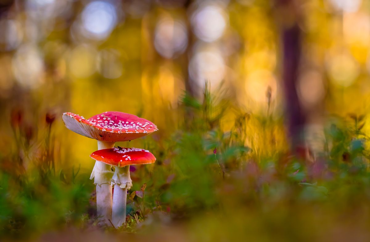 .... фото превью