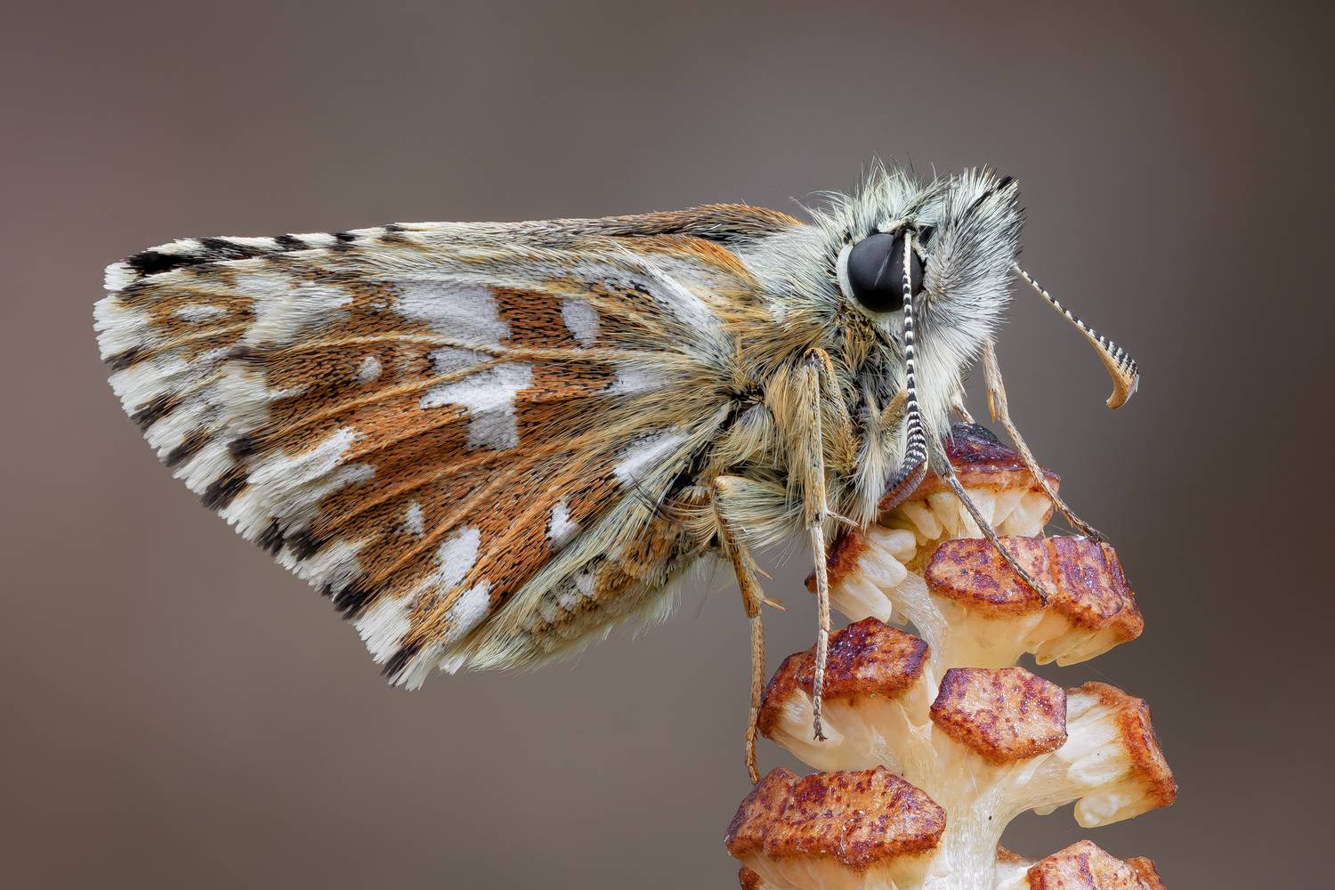 , Кузнецов Дмитрий