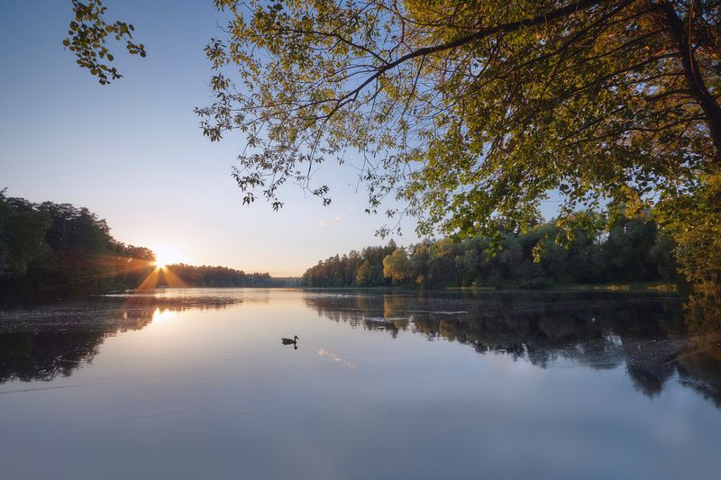 озеро, отражения, лес, небо, утка На озере фото превью