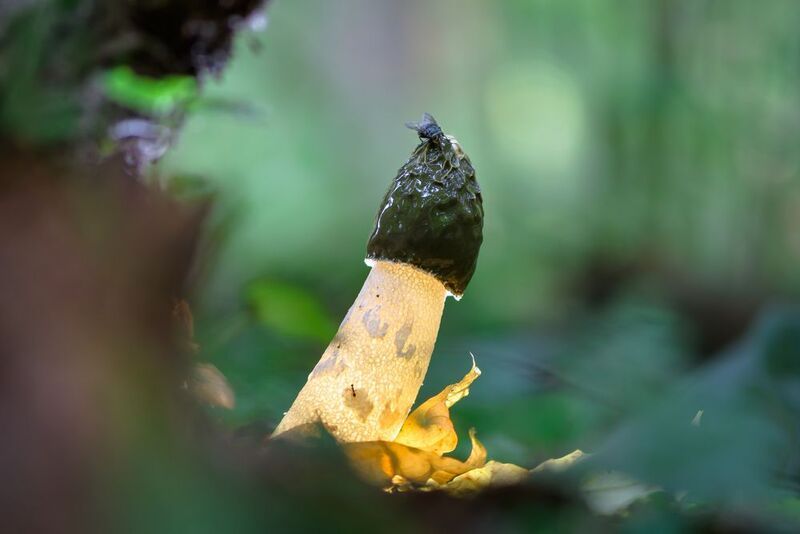 весёлка обыкновенная Лесное сокровище фото превью