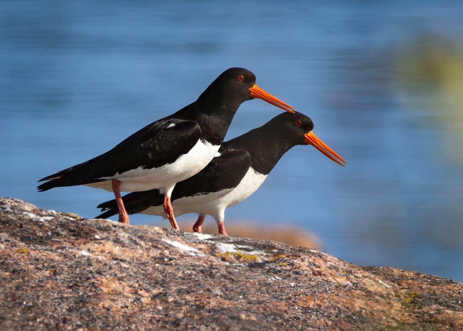 кулик-сорока, птицы, животные, кулики, haematopus ostralegus, Герасименко Римма
