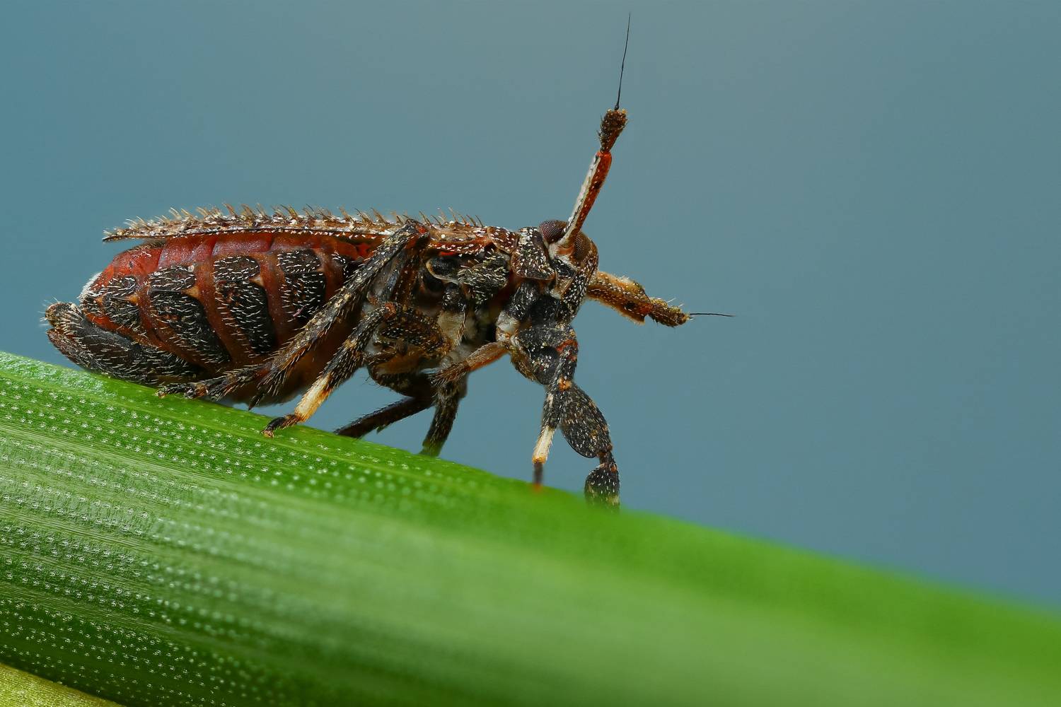 макро, природа, животное, растение, цвет, фото, зеленый, жук, трава, Шаповалов Андрей