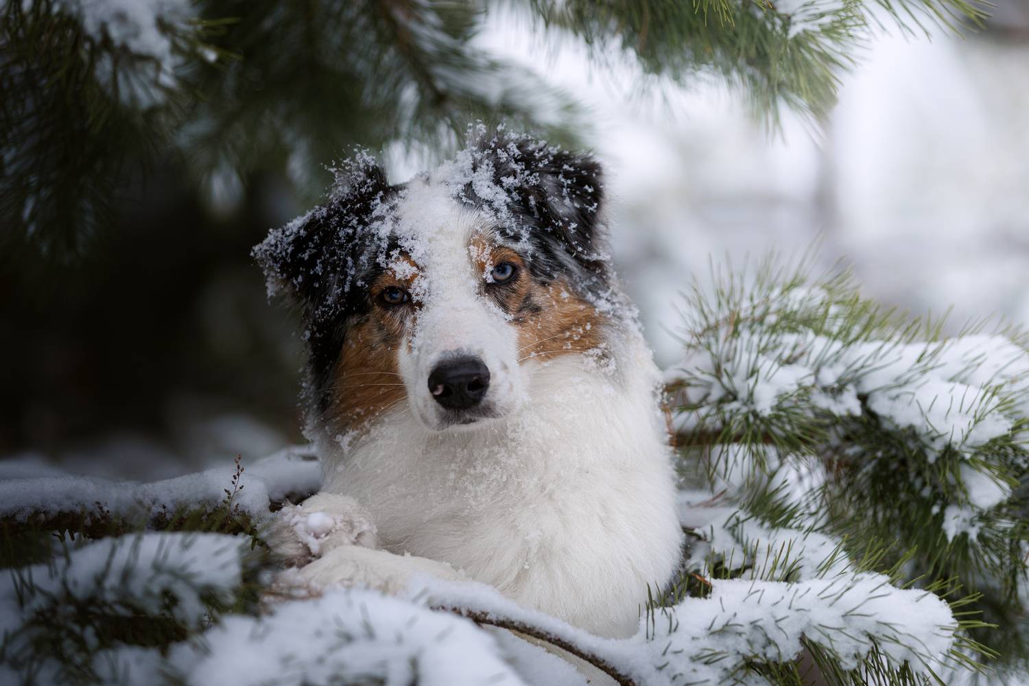 , Шерскова Мария