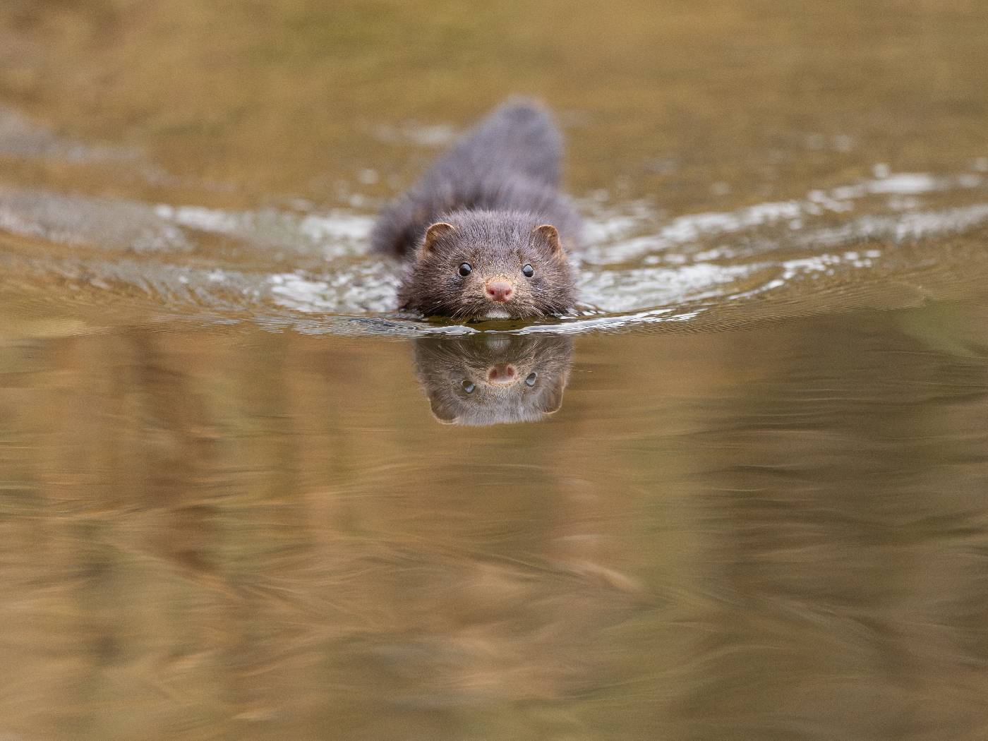 норка, вода,, Vladimir Pakalevich
