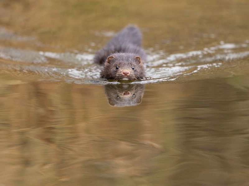 Двое на водной глади фото превью