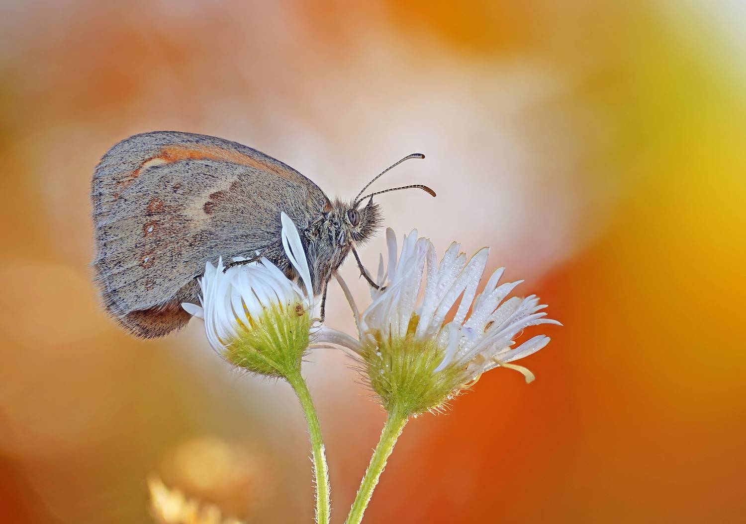 Бабочка, Чепленко Алексей
