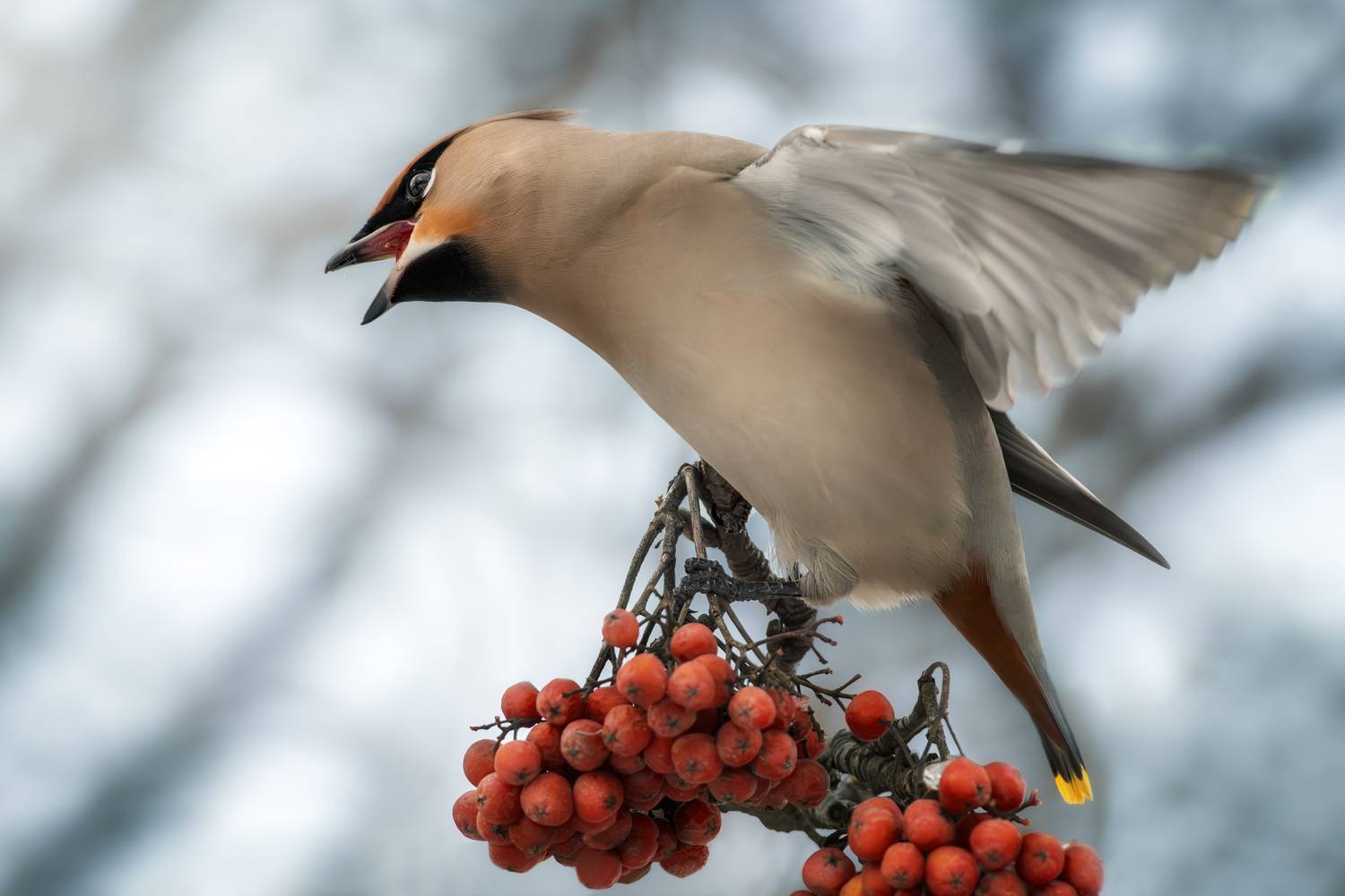 wildlife, birdwatching, nature, bird photography, птица, фотоохота, природа, свиристель, Полина Шальнева