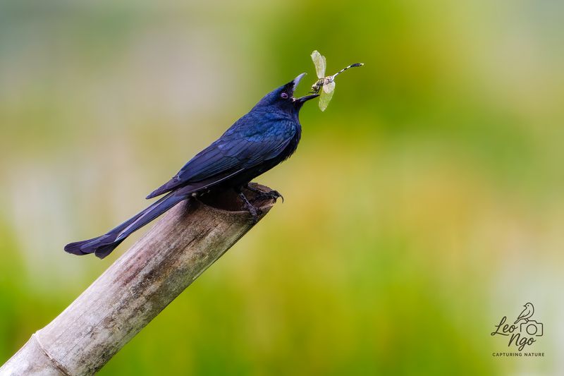 Black Drongo had its lunch. фото превью