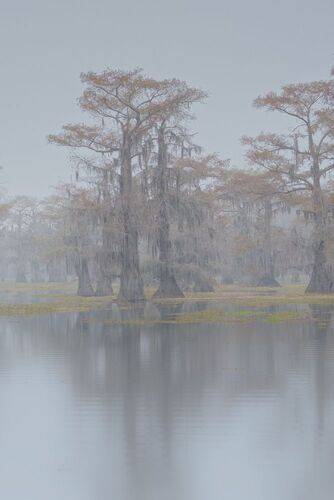 Foggy swamp