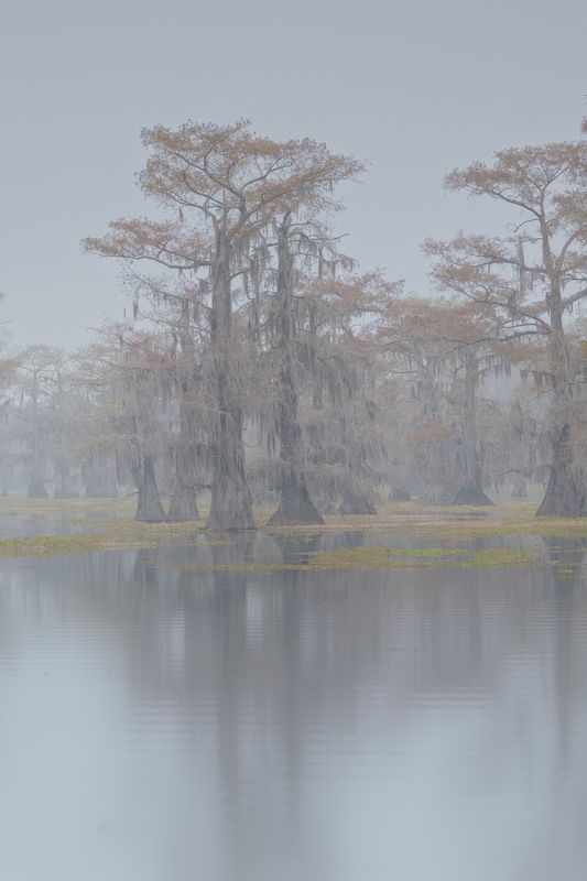 Foggy, trees, swamp,  Foggy swamp фото превью