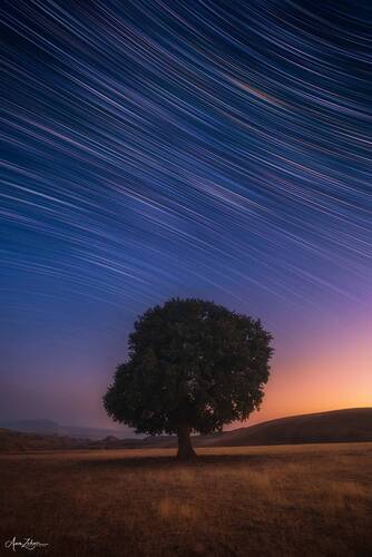The Lonely Tree