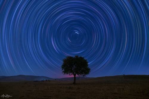 The Lonely Tree
