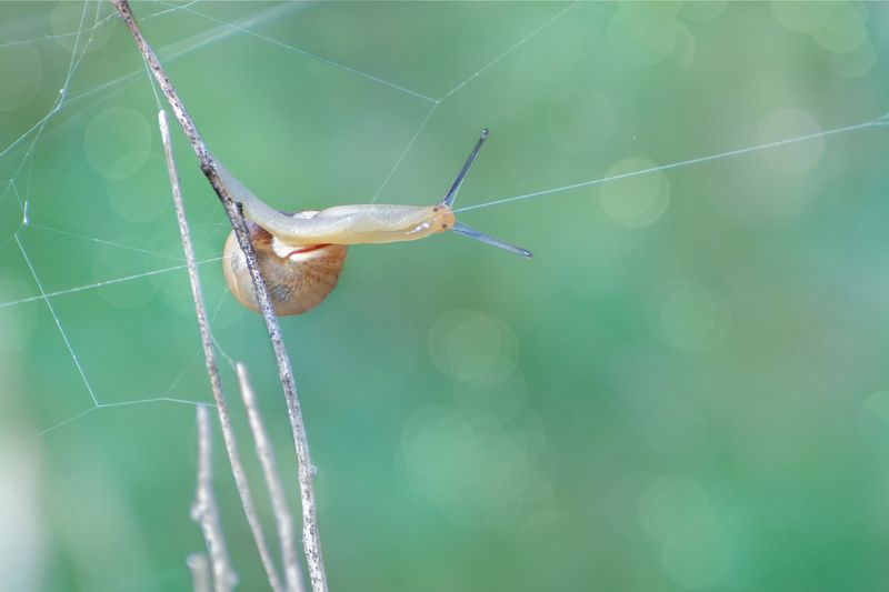 *Весенняя трансляция... фото превью