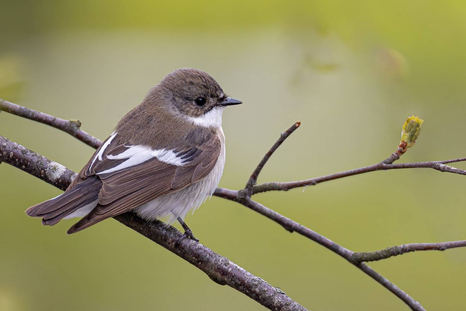 Мухоловка-пеструшка, Мухоловка, пеструшка, птицы, Ruslan Pl