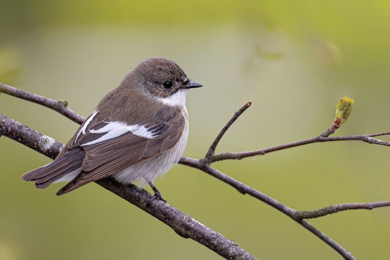 Мухоловка-пеструшка, Мухоловка, пеструшка, птицы Мухоловка-пеструшка фото превью