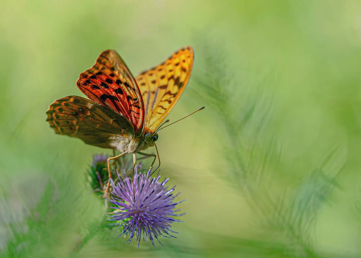 макро, бабочки, перламутровка, пандора, Рябов Игорь