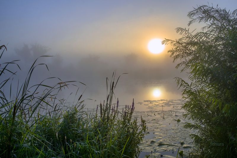 лето озеро рассвет туман природа пейзаж Лето. Озеро Студёное. фото превью