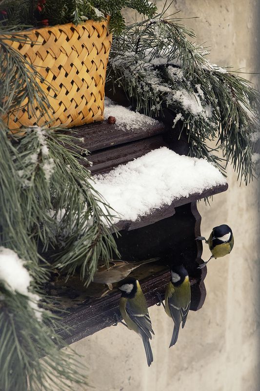 природа, птицы, зима, кормушка, новый год Новогодняя кормушка фото превью