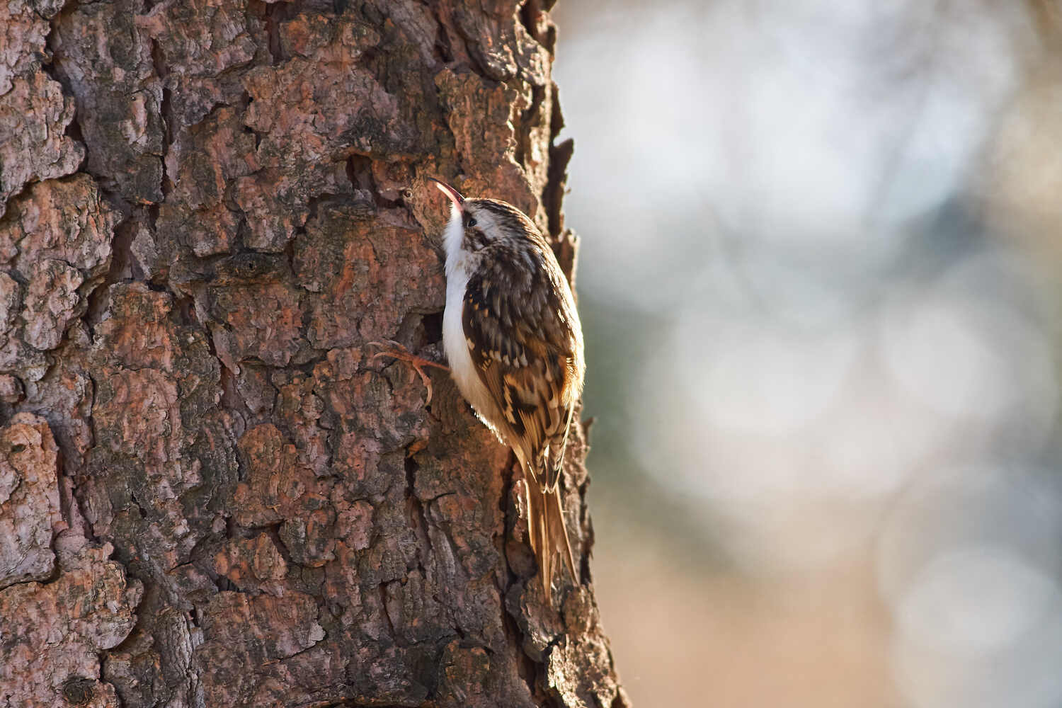 пищуха, птицы, волгоград, , Павел Сторчилов