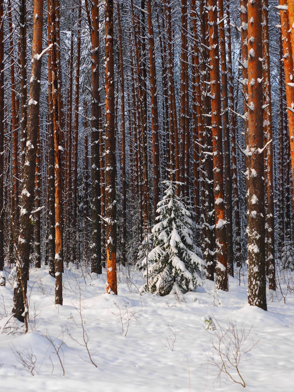 зима лес, ANDREY PERESHEIN