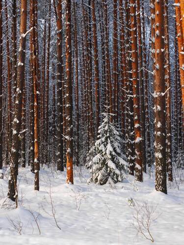 В лесу родилась Ёлочка....