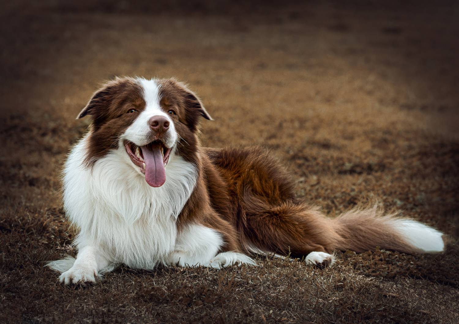 Собака, язык, каштанка., Горбачева Маментьева Татьяна