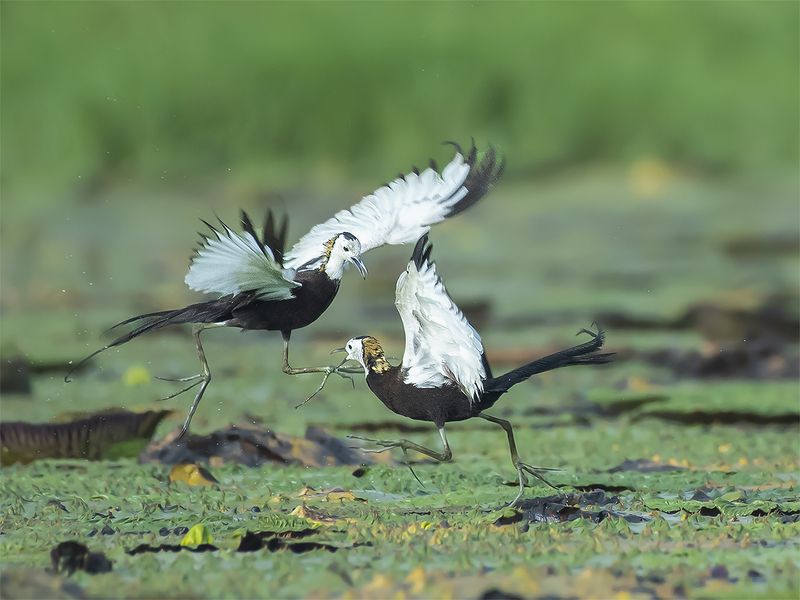 Baby Feeding 7399 фото превью