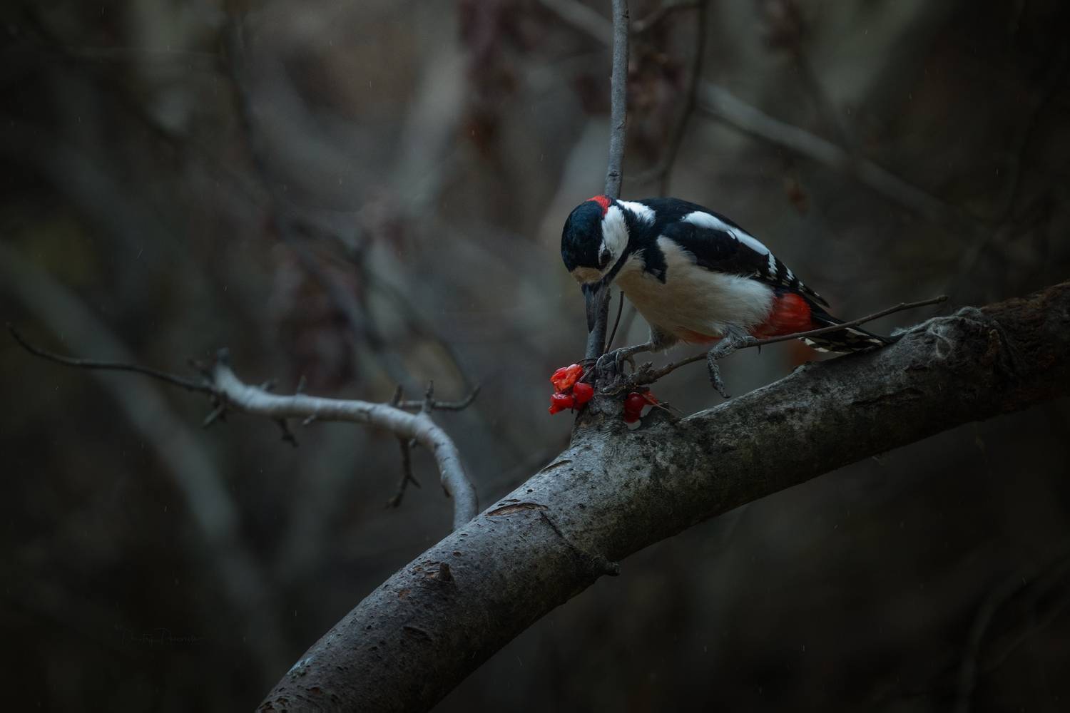 природа, лес, поля, огороды, животные, птицы, макро, Дмитрий Посевич
