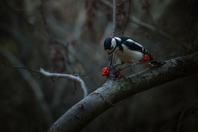природа, лес, поля, огороды, животные, птицы, макро Сладкоежка фото превью