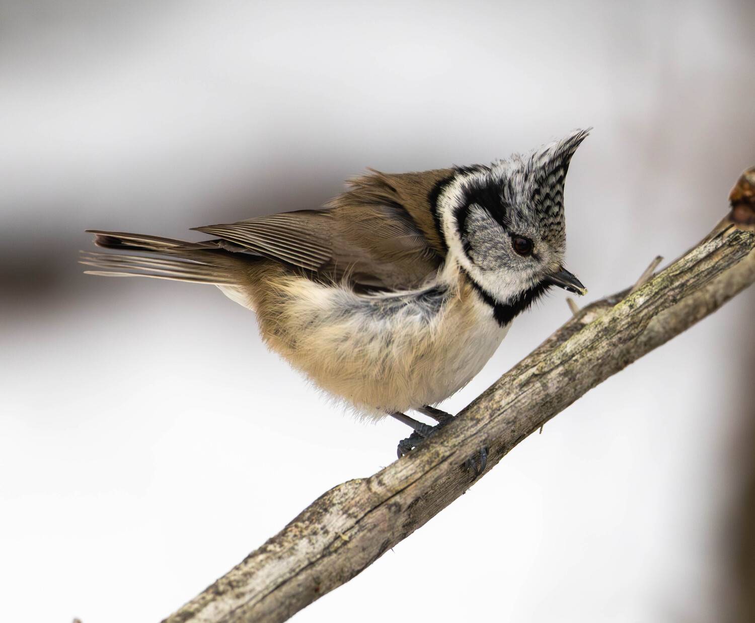 , Жуков Михаил