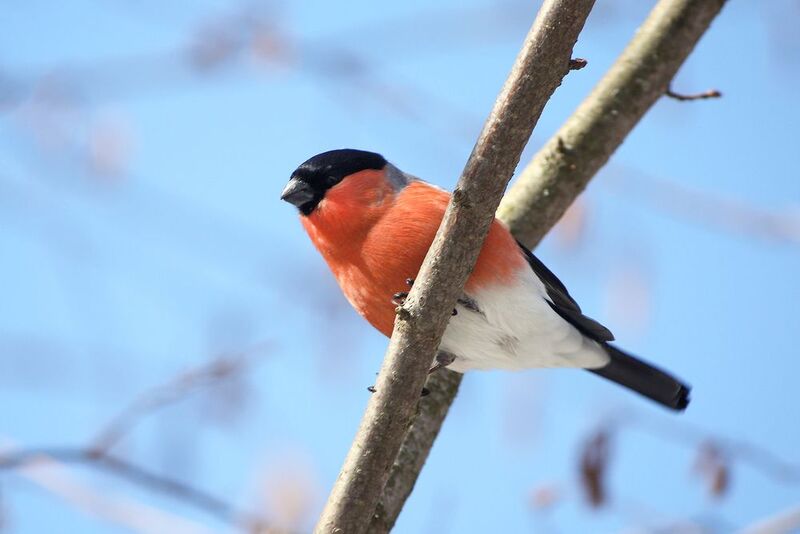 снегирь, обыкновенный снегирь, pyrrhula pyrrhula Обыкновенный снегирь (Pyrrhula pyrrhula) фото превью