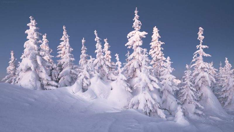 таганай, елки, снег, зима Про елочки фото превью