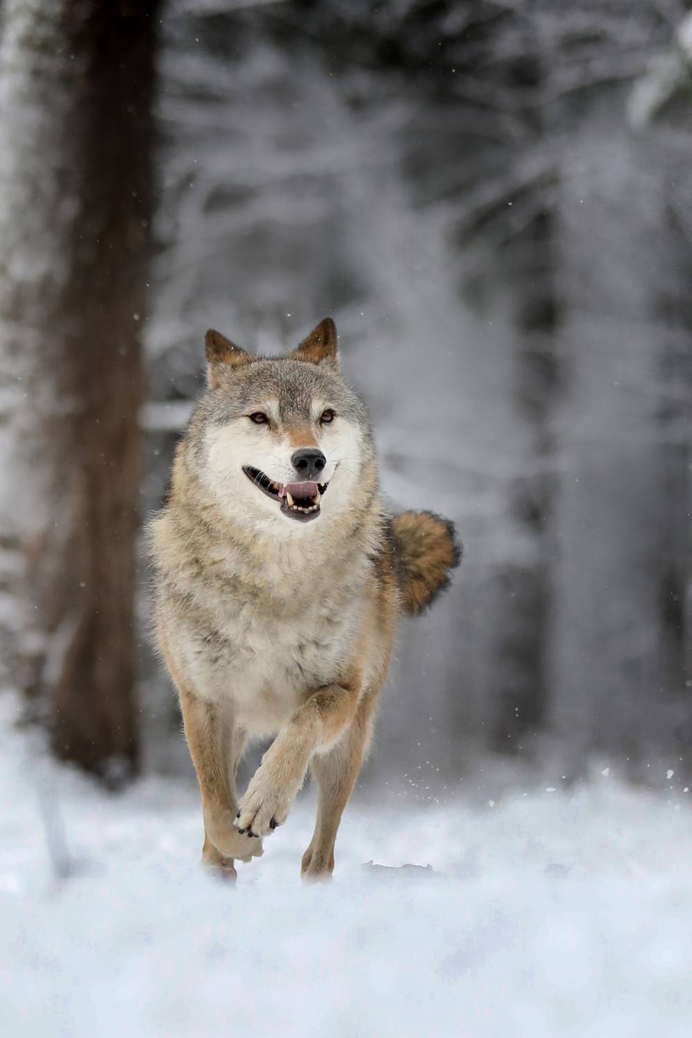 , Андрей Ершов