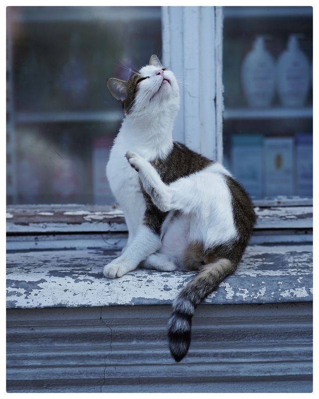 Гатчинские котики фото превью