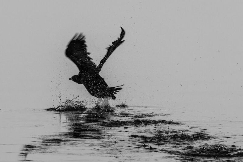 бакланы,махачкала озеро ак-гёл, Шухер.. фото превью