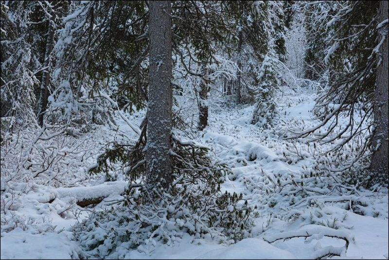 Ноябрь в лесах Кольского фото превью