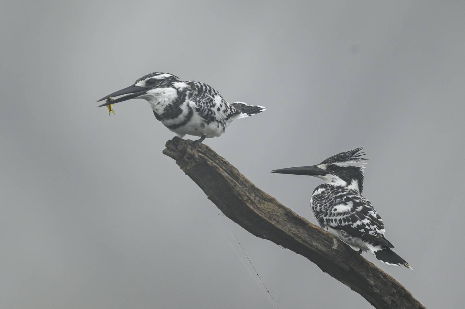 , Пупонин Сергей