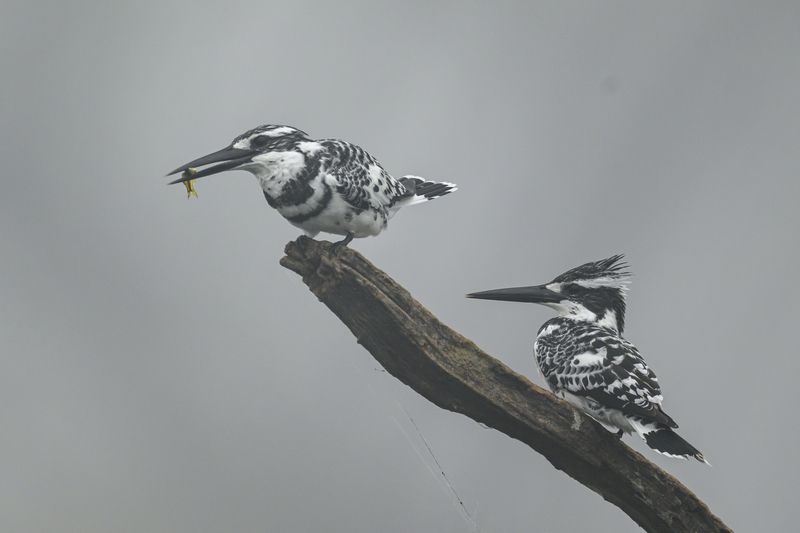 Cам сожрет или поделится? фото превью