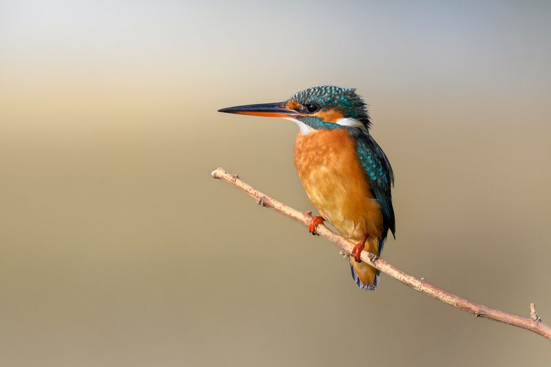 птица, фотоохота, зимородок, природа, фауна Зимородок фото превью