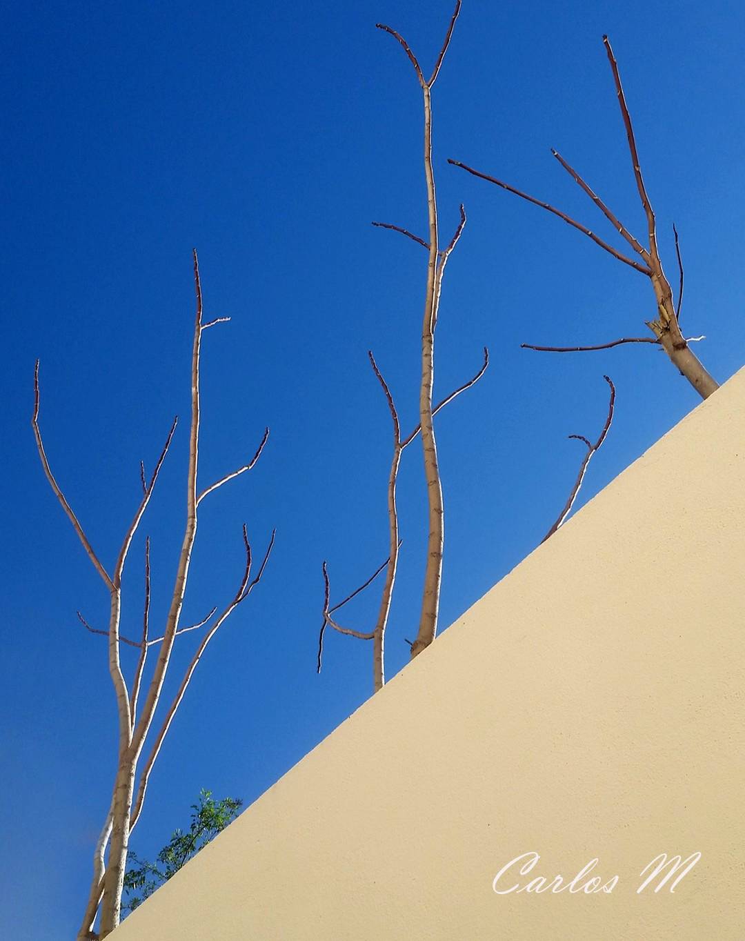 Nature, Abstraction, , Machado Carlos