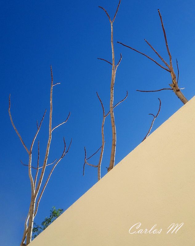 Nature, Abstraction,  Nature in Winter фото превью