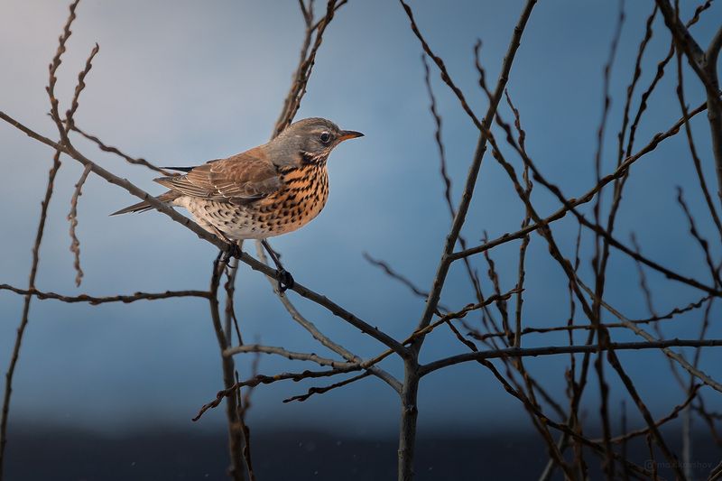 птица, дрозд  фото превью