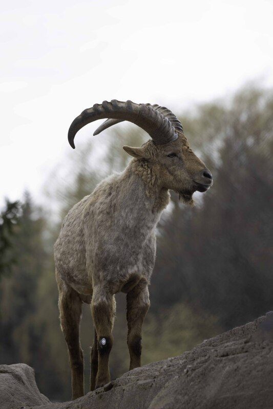 West Caucasian tur фото превью