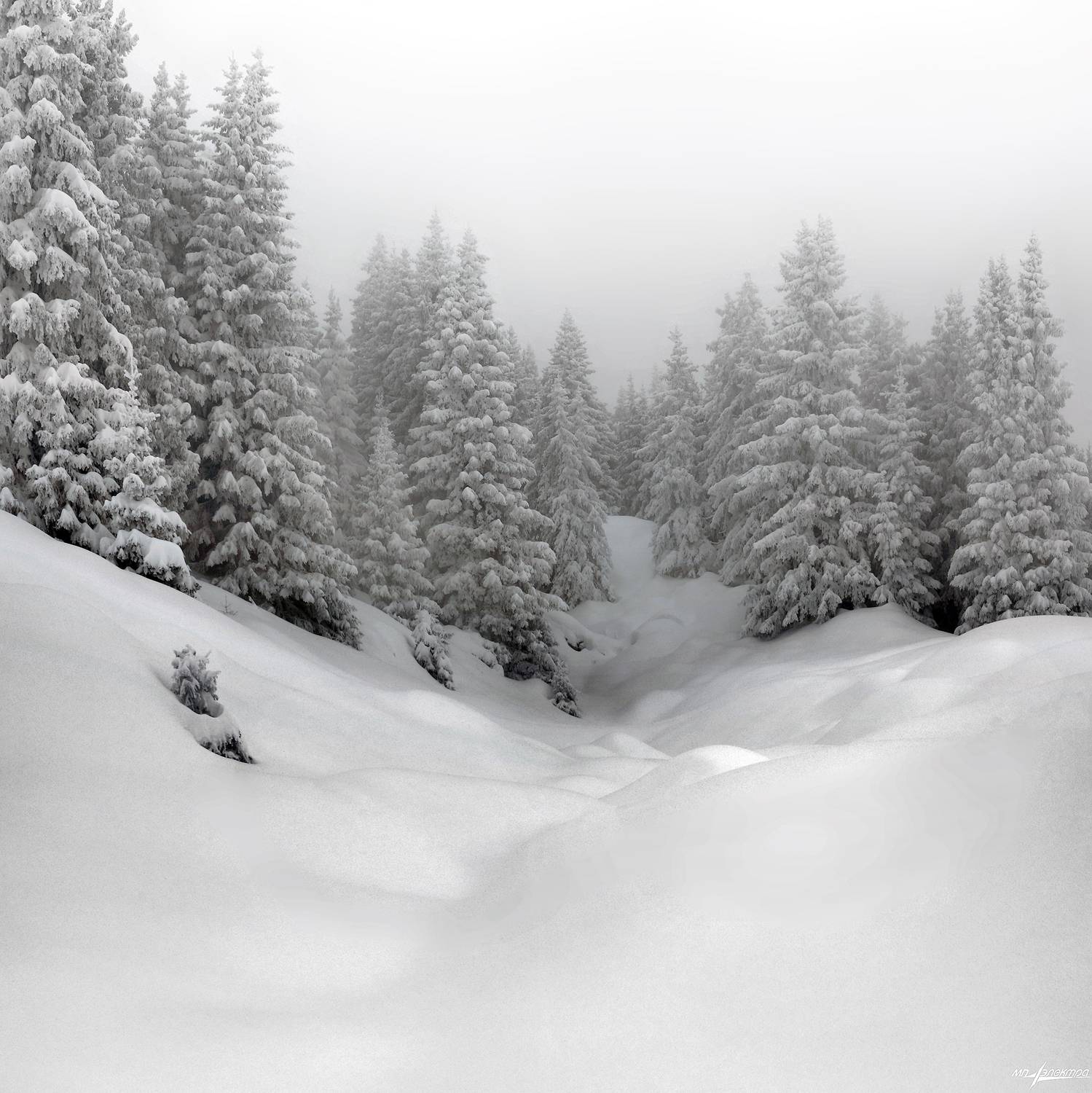swiss, Матвеев Николай