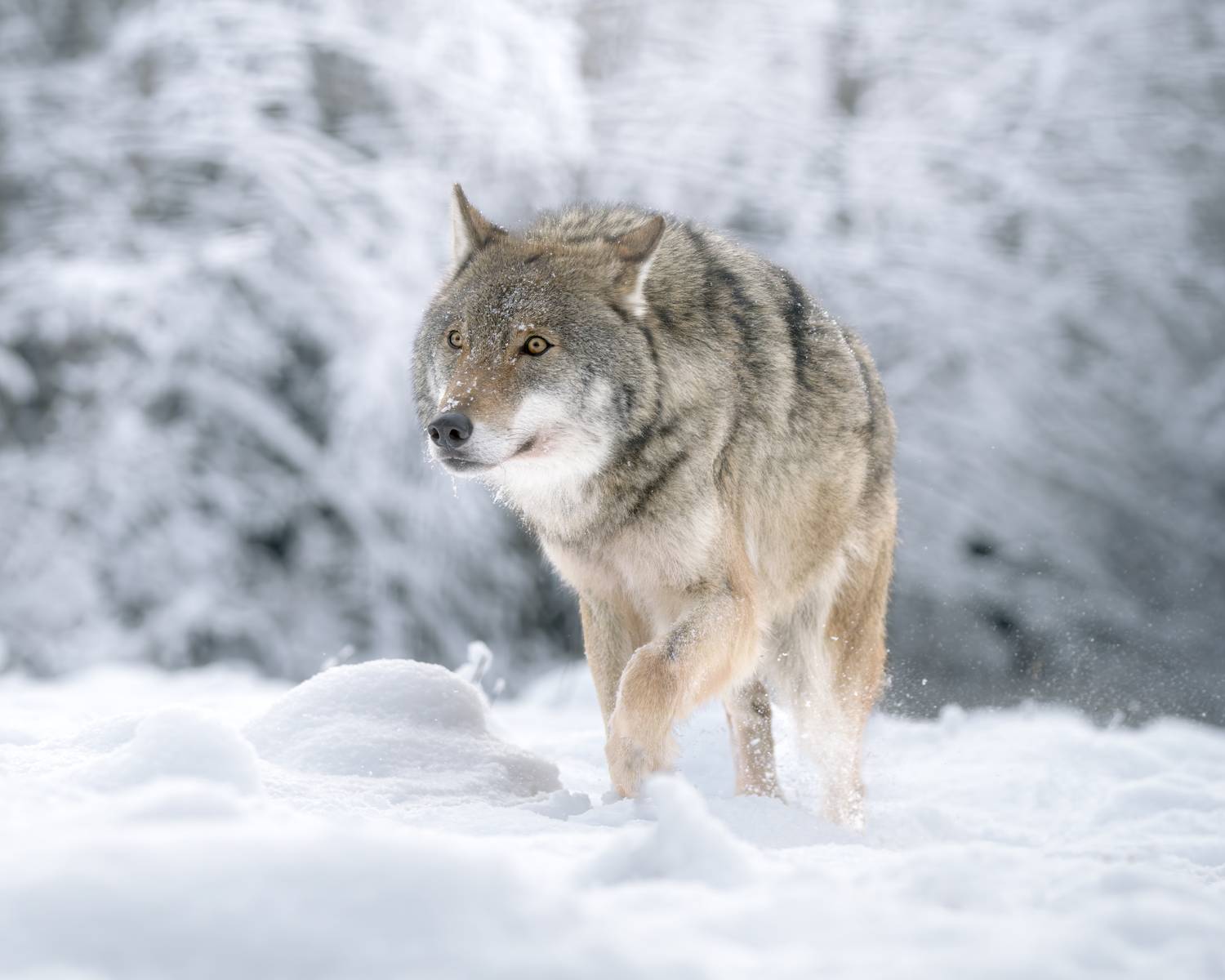 животные, волк, зима, солнце, лес, фотоохота, взгляд, wildlife, animals, nature, wolf, Михаил Ездаков